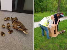 Strażnicy miejscy uratowali kaczki z dachu galerii