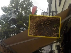 Pilna akcja strażaków na Śródmieściu. Rój pszczół „wisiał nad głowami”