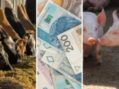 150 tys. zł na bydło i świnie. Za co rolnik może dostać najwięcej punktów?