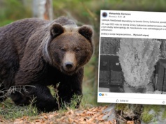 Niedźwiedź grasuje niedaleko Krakowa. Wydano ostrzeżenie
