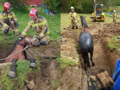 Strażacy ze Strzyżowa uratowali strapionego konia, który wpadł do dziury