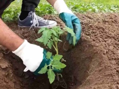 Wsyp do dołka specjalny dodatek. Pomidory obrodzą na całego