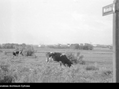 Dziś stoi tu Galeria Mokotów, a całkiem niedawno pasły się krowy. Zobacz archiwalne zdjęcia
