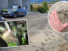Niedźwiedzica z młodymi zaatakowała 49-latka na terenie firmy. Mężczyzna trafił do szpitala