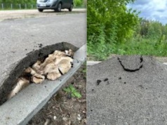 Grzybnia na Podlasiu podniosła asfalt. To jak akcja z 