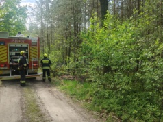 Pożar lasu w Wąsowie! Na miejscu 4 zastępy strażaków