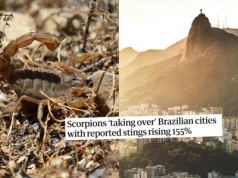 Brazylia: chaos miejski sprzyja skorpionom, w ostatnich lat wzrost incydentów o 155%