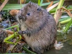 Naturalny wróg nornic. Gdy go poczują, uciekają z krzykiem