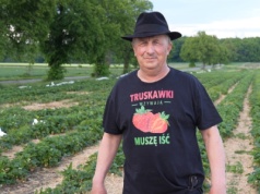 Samozbiory truskawek już za kilka dni. Każdy przychodzi, je tyle ile chce, płaci za zebrane