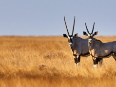 Szczepienia przed podróżą do Namibii – zalecenia i wymagania