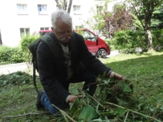 Rdestowiec szkodzi blokowi. Czy koszenie wystarczy?