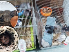 Horror na Śląsku. Oniemieli, gdy zajrzeli do zamrażarek w sklepie