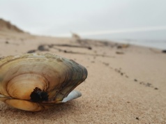 Wakacje za darmo nad Bałtykiem. Wystarczy sprzątać plażę
