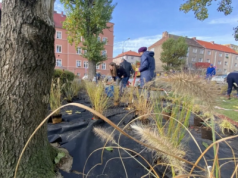 Zielone przystanki i skwery z pomysłem. Tak Gorzów chce zmieniać miejską przestrzeń