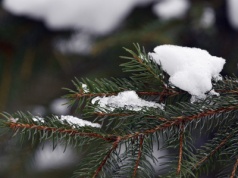 Mróz w maju uderzył w plantacje choinek. Producenci ostrzegają: Święta Bożego Narodzenia mogą być zagrożone