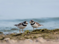Ludzie myślą, że to śmieć. Forteca na plaży pełni ważną funkcję
