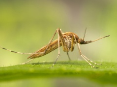 Tegoroczne lato może być wolne od komarów – wszystko przez suchą wiosnę