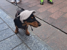 Innym psom nie dorastają do pięt, ale przerastają je sławą! Parada jamników w Toruniu [zdjęcia]