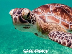 Ratyfikacja Traktatu Oceanicznego. Unia Europejska na ratunek oceanom, ale… bez Polski
