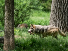 W Szwecji ubywa wilków – najnowsze dane z inwentaryzacji