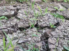 200 mln zł na kontach rolników. ARiMR wypłaca pomoc suszową