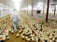 Potężne ognisko rzekomego pomoru drobiu w powiecie żuromińskim. Do likwidacji blisko1,35 mln kur rzeźnych