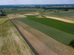 Areał zbóż podstawowych ma być zbliżony, a rzepaku większy niż przed rokiem – GUS