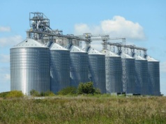 04.06.2025 Ceny skupu zbóż, kukurydzy, oleistych i strączkowych: zastój w cennikach