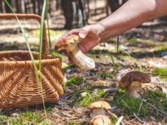 ChatGPT wskazał najlepsze miejsca na czerwcowe zbiory grzybów. Tu zbierzesz najpiękniejsze okazy