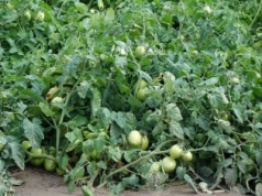 Uwaga! Bakteryjna cętkowatość pomidora na plantacji
