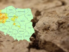 Susza rolnicza w zbożach coraz większa! Raport suszowy IUNG