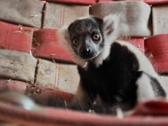 Niezwykłe narodziny w śląskim zoo. Nowy mieszkaniec ma szczególne zadanie