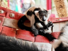 Śląskie zoo ma nowego mieszkańca. To gatunek zagrożony wyginięciem
