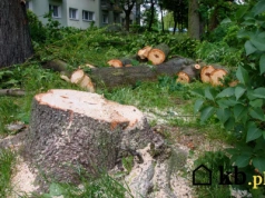 Nawet 50 000 zł grzywny za wycięcie drzewa w ogrodzie. Urzędnicy są bezlitośni
