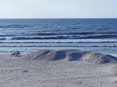 Pojawiły się na plażach nad Bałtykiem. "Omiń szerokim łukiem"