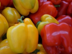 Zrzeszenie Producentów Papryki RP apeluje o integrację regionu