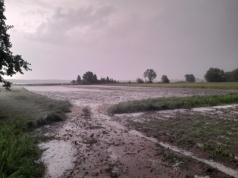 Gradobicie na Dolnym Śląsku zniszczyło pola. Rolnicy liczą straty
