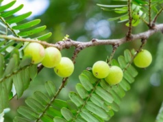 Amla przywraca balans – odmładza skórę, wzmacnia włosy