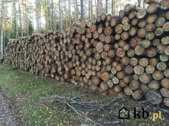 Metr drewna waży 700 czy 1200 kg? Zaskakujące różnice, które mają znaczenie