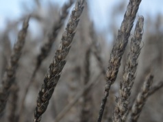 FBI aresztowało dwoje chińskich naukowców. Przemycali do USA zarodniki fusarium