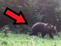 Olbrzym w Beskidzie Sądeckim! Niedźwiedź brunatny uchwycony w Paśmie Radziejowej!