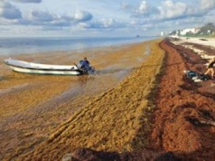 Nietypowe zjawisko na Karaibach. Glony Sargassum opanowały morze