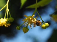 Lipa szerokolistna – Tilia platyphyllos L.