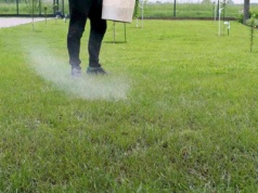 Rozrzuć na trawniku białe kryształki. Wypięknieje błyskawicznie