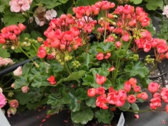 Cudowny nawóz do pelargonii. Ogród zamieni się w kwiatową oazę