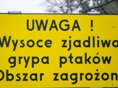 Polska odzyskuje status kraju wolnego od ptasiej grypy