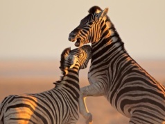 Bezpieczeństwo w Namibii. Czy Namibia jest bezpieczna?