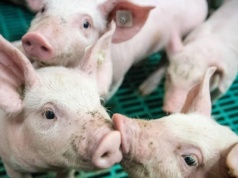09.06.2025 Ceny sprzedaży warchlaka krajowego i importowanego: najbliższe tygodnie pod znakiem stabilności?