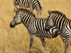 Zebra Ed hitem sieci. Tydzień wolności, sławy i biegania po autostradzie