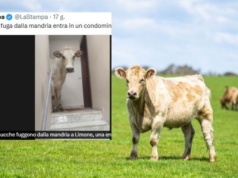 Krowa na gigancie. Niewiarygodne, gdzie uciekła!